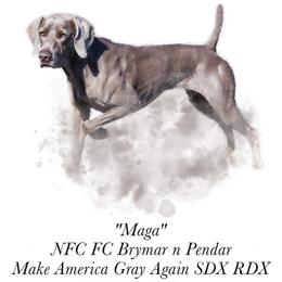 Weimaraner puppies from Brymar Weimaraners
