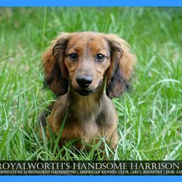 Boy 2 - male Dachshund puppy in Inverness, Florida from Royalworth Kennel