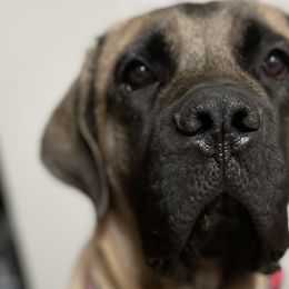 Mastiffs from Ozark Mountain Mastiffs