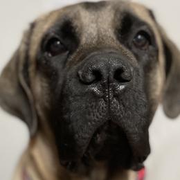 Mastiffs from Ozark Mountain Mastiffs