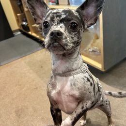 Companion Cross and French Bulldog Puppies from Legends Frenchton's, French Bulldogs & French Bullhuahua's