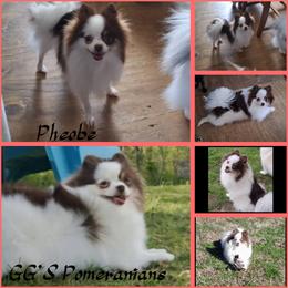 Pheobe - Chocolate parti female Pomeranian puppy in Oologah, Oklahoma from GG's Pomeranians