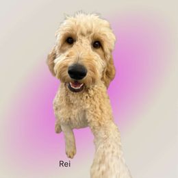 Goldendoodle puppies from High Desert Doodles - the original