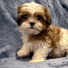 Tres leche - Black gold and white male Shorkie puppy in Idaho from Little Rascal Ranch