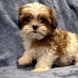 Tres leche - Black gold and white male Shorkie puppy in Idaho from Little Rascal Ranch