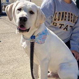 Labrador Retriever All Grown Up from Five Star Labradors