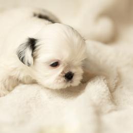 Shih Tzu Puppies from Good Lil Shih Tzu