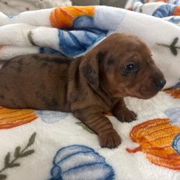 Callie - Dapple female Dachshund puppy in Humphreys, Missouri from Foster’s Dachshunds