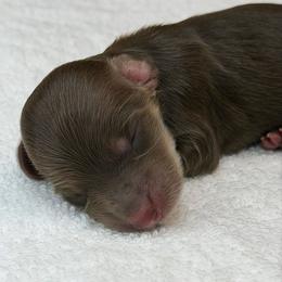 Daisy - Chocolate and cream female Dachshund puppy in Fayetteville, North Carolina from RRD
