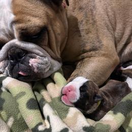 Donna Sheridan - Lime Collar - Red brindle and white female Bulldog puppy in Krum, Texas from K & K Little Blessings