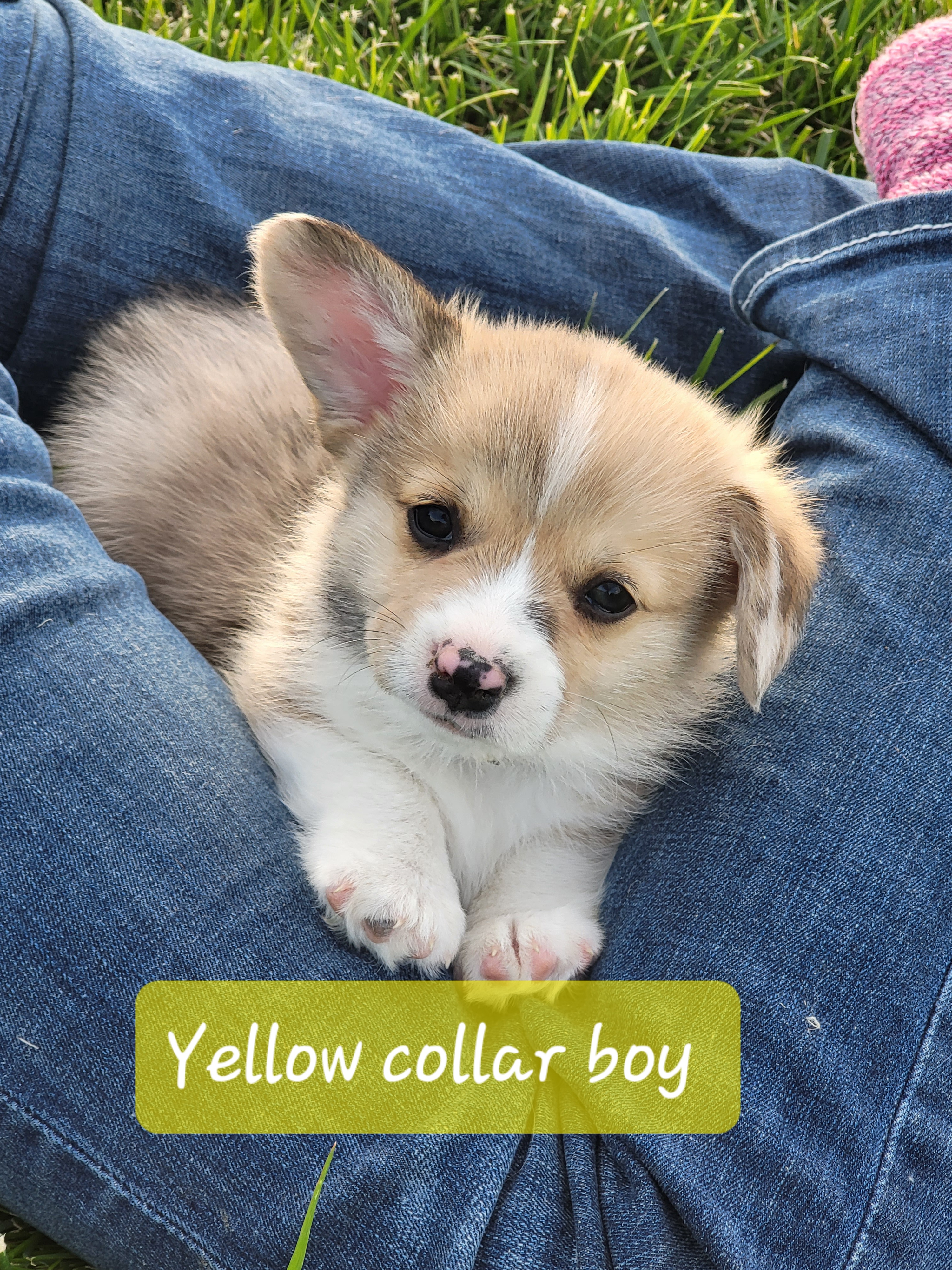 Dachshund and Pembroke Welsh Corgi Puppies from TS Dachshunds and Corgis