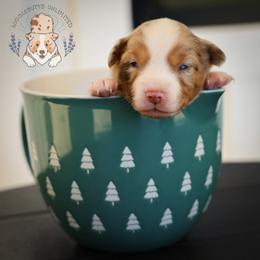 Bing Crosby - Red merle male Miniature Australian Shepherd puppy in Hearne, Texas from Wigglebutts Unlimited
