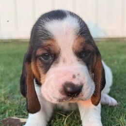 Yellow - Black brown and white male Basset Hound puppy in Douglas, Georgia from Huffer Hounds and Havanese