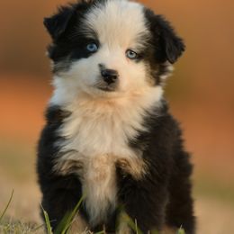 MG - Black tri male Miniature Australian Shepherd puppy in Hartman, Arkansas from Southern Edition Aussies