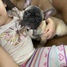 Lillith - Fawn female French Bulldog puppy in Sidney Center, New York from iFrenchi