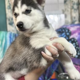 Siberian Husky Puppies from McDonald's Homegrown Huskies