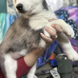 Siberian Husky Puppies from McDonald's Homegrown Huskies