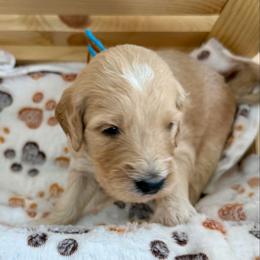 Winston - Apricot male Goldendoodle puppy in Boise, Idaho from Goldendoodle Baby