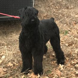 Luna - Giant Schnauzer