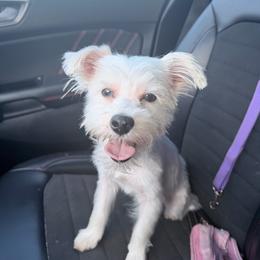 Selena - Parti female Yorkshire Terrier puppy in Jacksonville, Florida from TLJ Choco Yorkie Love