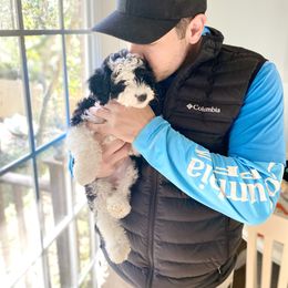 Aussiedoodle Puppies from Ever After Mini Doodles