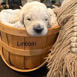 Boy 3 - Light golden male Golden Retriever puppy in Oconto, Wisconsin from Abbie's Golden Retrievers