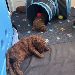 Goldendoodle Puppies from Ginger Doodles