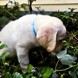 Ms. 5 - Yellow female Labrador Retriever puppy in Norwell, Massachusetts from Gabriel Ben-Yosef's Labs