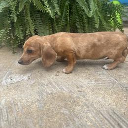 Girl 1 - Dapple female Dachshund puppy in Hope, Arkansas from Duckett Lane Dachshunds