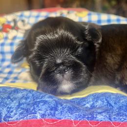 Shih Tzu Puppies from The Lion dog Shih Tzu