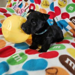 Scottish Terrier Puppies from Duran's Scotties