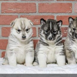 Siberian Husky Puppies from Breezy Valley Siberians