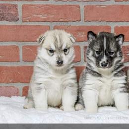 Siberian Husky Puppies from Breezy Valley Siberians