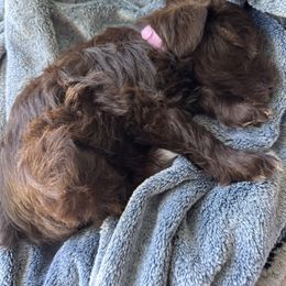 Amber - Liver female Miniature Schnauzer puppy in Plattsmouth, Nebraska from Stearns Parti Mini Schnauzer's