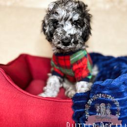 Aussiedoodle Puppies from Ridgeline Doodles