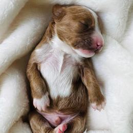 Milo - Red male Cavapoo puppy in Aiken, South Carolina from Cavapoos of the Carolinas