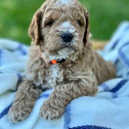 Mr Orange - Red  male Goldendoodle puppy in South Jordan, Utah from JD Goldendoodles