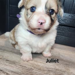 Juliet - Sable merle and white female American Corgi puppy in Oak Harbor, Washington from Blackberry Hill Corgis