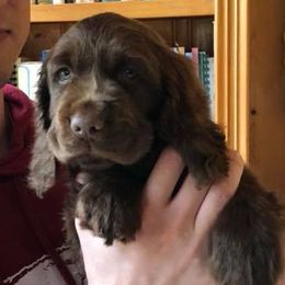 Labrador Retrievers and Sussex Spaniels from Marstad
