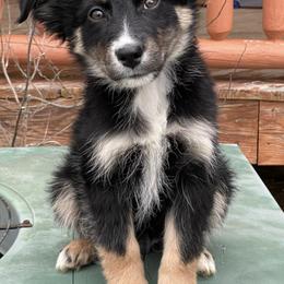 Australian Shepherds from Argyll Giving Tree Kennels