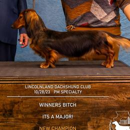 Isabella - Dachshund