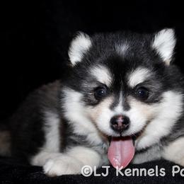 Ra - Black and white male Pomsky puppy in Centerville, Iowa from LJ Kennels Pomskies, LLC