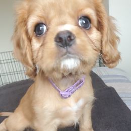 Cavalier King Charles Spaniel Puppies from Sorento Rubies
