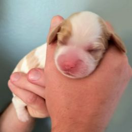 Papaya - Red and white female Cocker Spaniel puppy in Bayfield, Colorado from Lucky Doodle Creations
