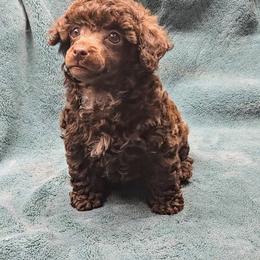 Cocoa - Brown male Poodle puppy in Clatskanie, Oregon from Country Cottage Poodles