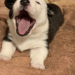 Cardigan Welsh Corgi Puppies from Luxe Cardigan Welsh Corgis