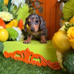Mark T - Dapple male Dachshund puppy in Wills Point, Texas from Duck Creek Farm