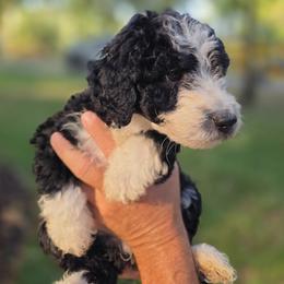 Winnie - female Australian Mountain Doodle puppy in Broken Arrow, Oklahoma from Tulsa Australian Mountain Doodles