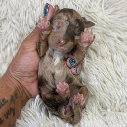 Chocolate merle - Chocolate merle female Bernedoodle puppy in Crete, Illinois from Plum Valley Pups