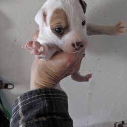 Eye Spot girl - Tri-colored female Parson Russell Terrier puppy in Phelan, California from Elite Parson Russells